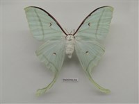 藏品(長尾水青蛾)的圖片